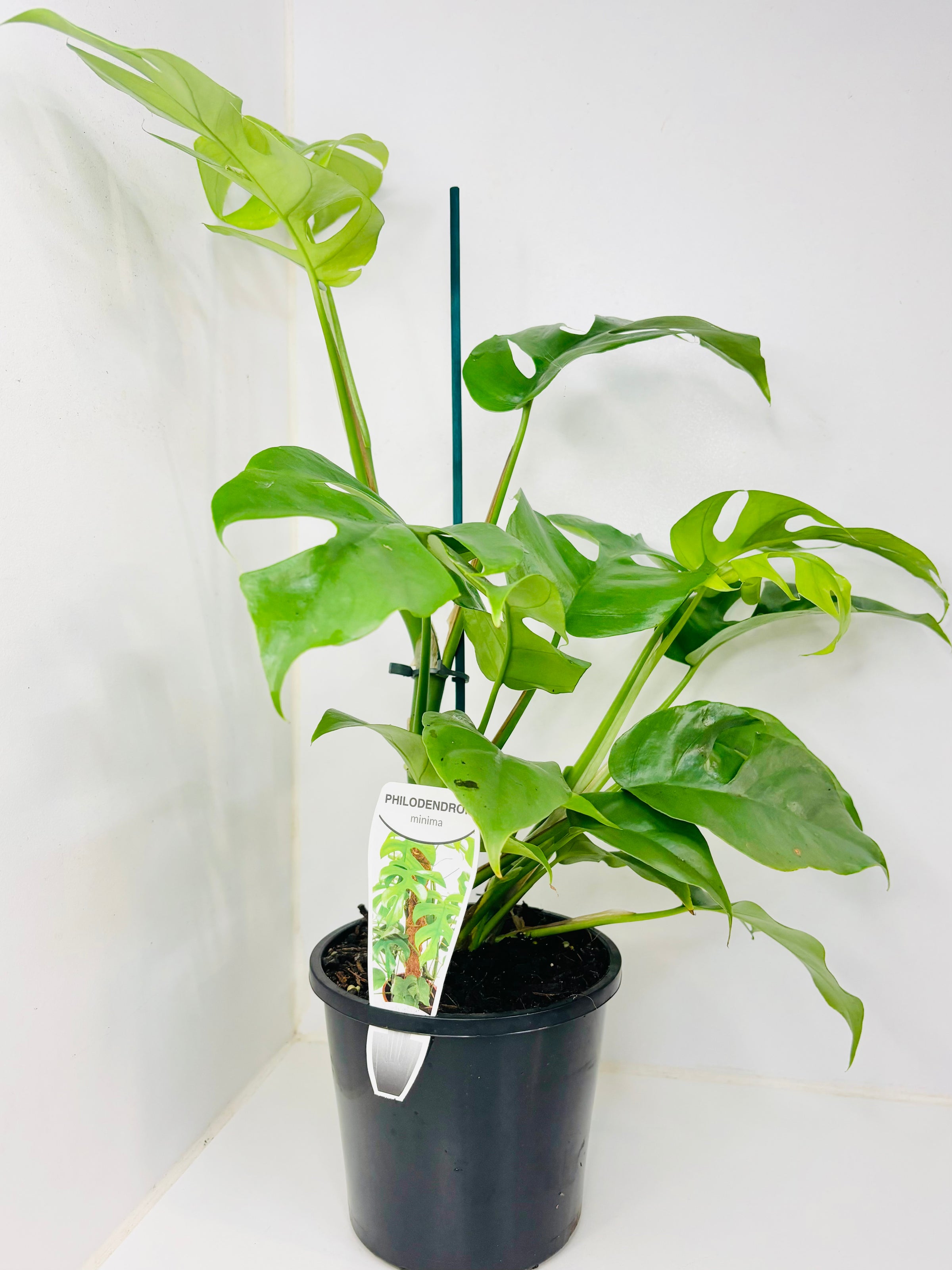 Philodendron - Minima | Di-vine plants