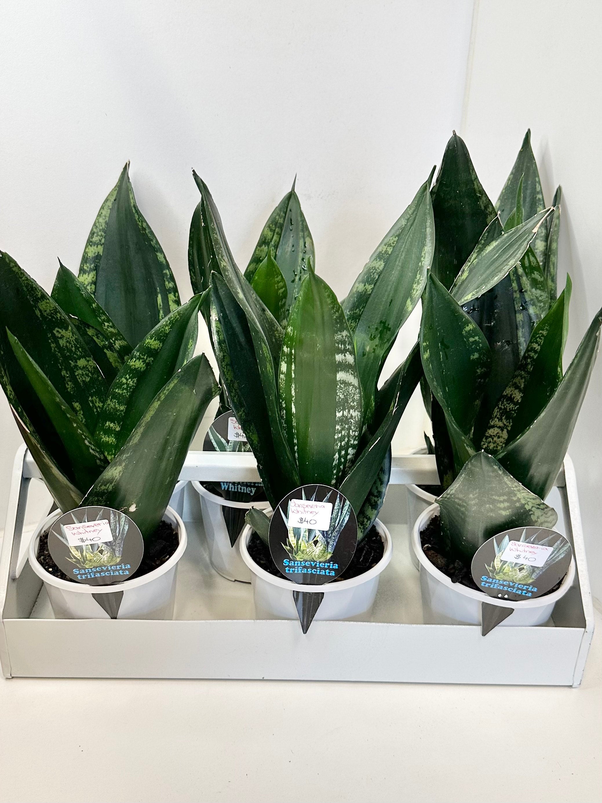 topfpflanze ananas Ananaspflanze Mi Amigo 12cm 40cm Zimmerpflanze kaufen