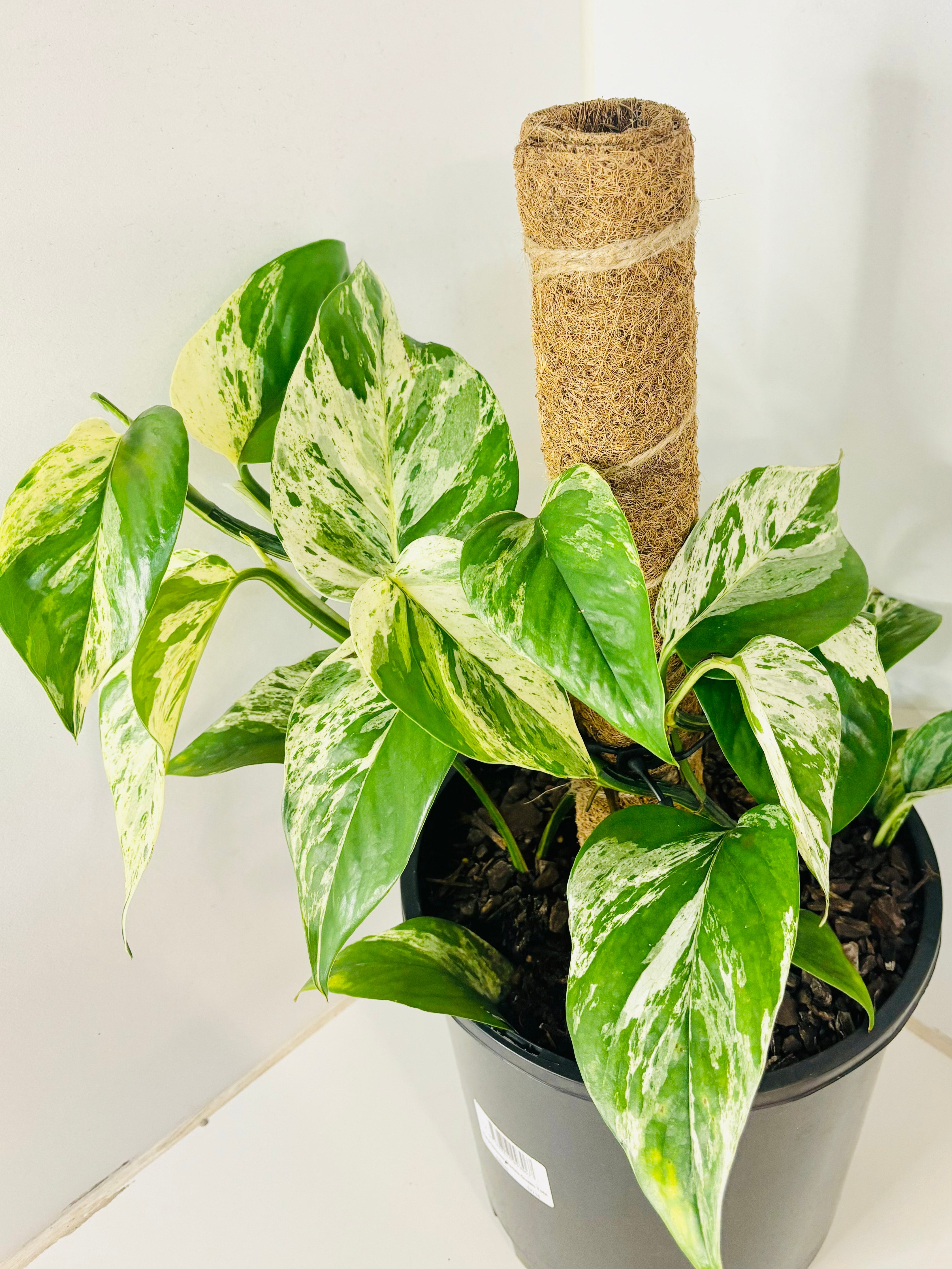 epipremnum-aureum-marble-queen-di-vine-plants