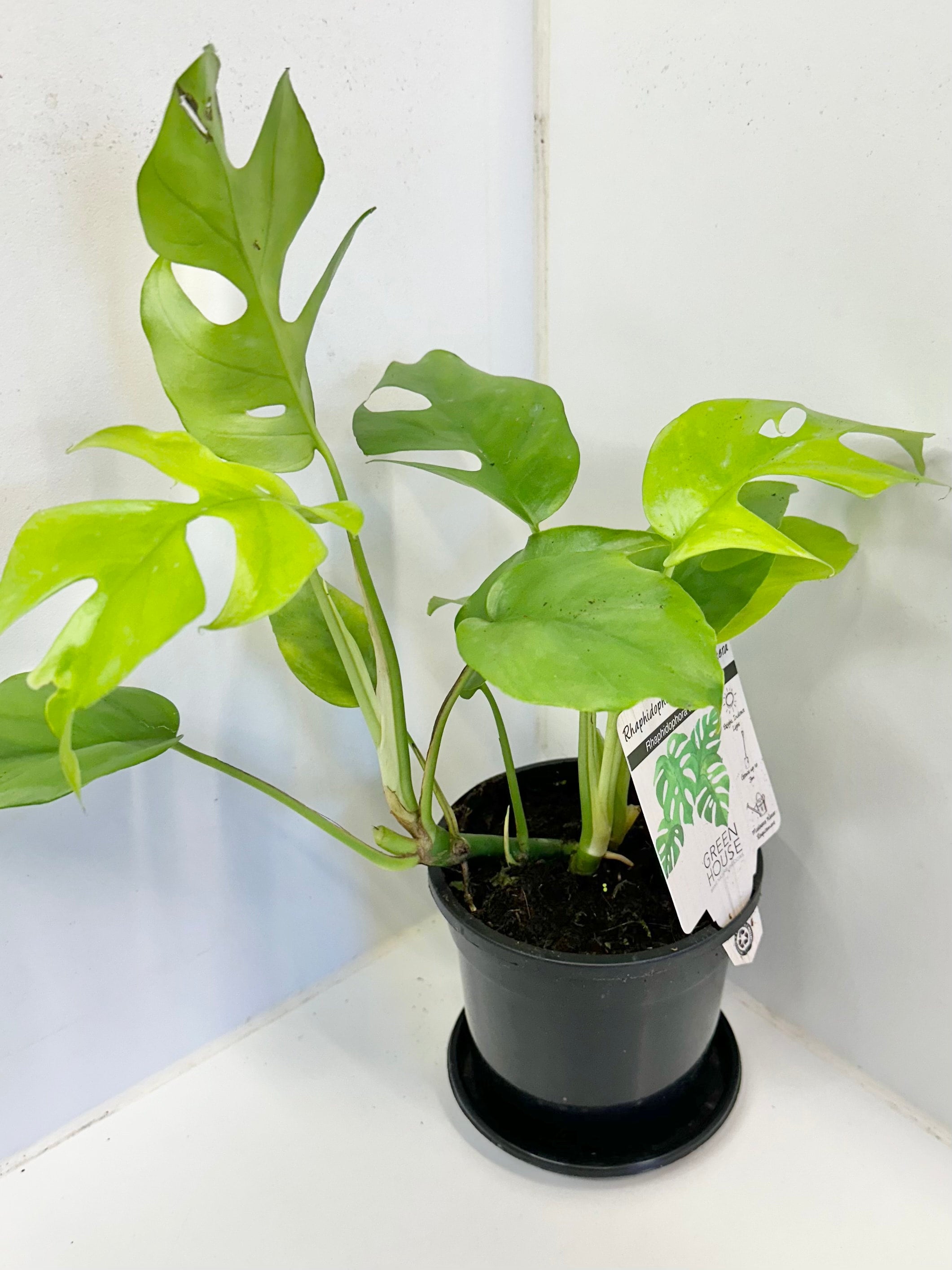 peace lily water vase Betta Fish with Peace Lily Plant in Vase(available in New York City only).  – flower arrangement | New York, NY main image 0