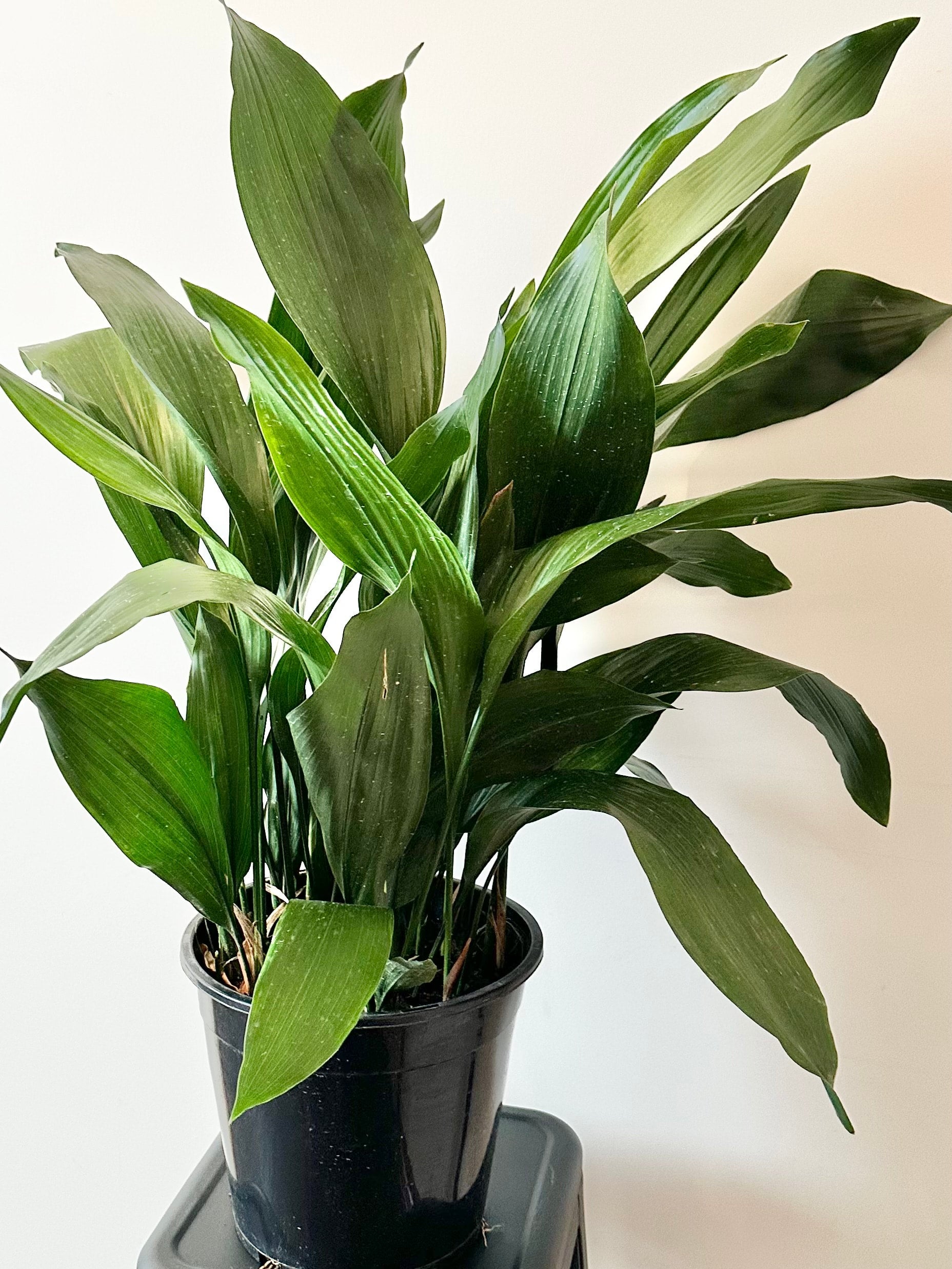 Aspidistra elator - Cast Iron Plant | Di-vine plants