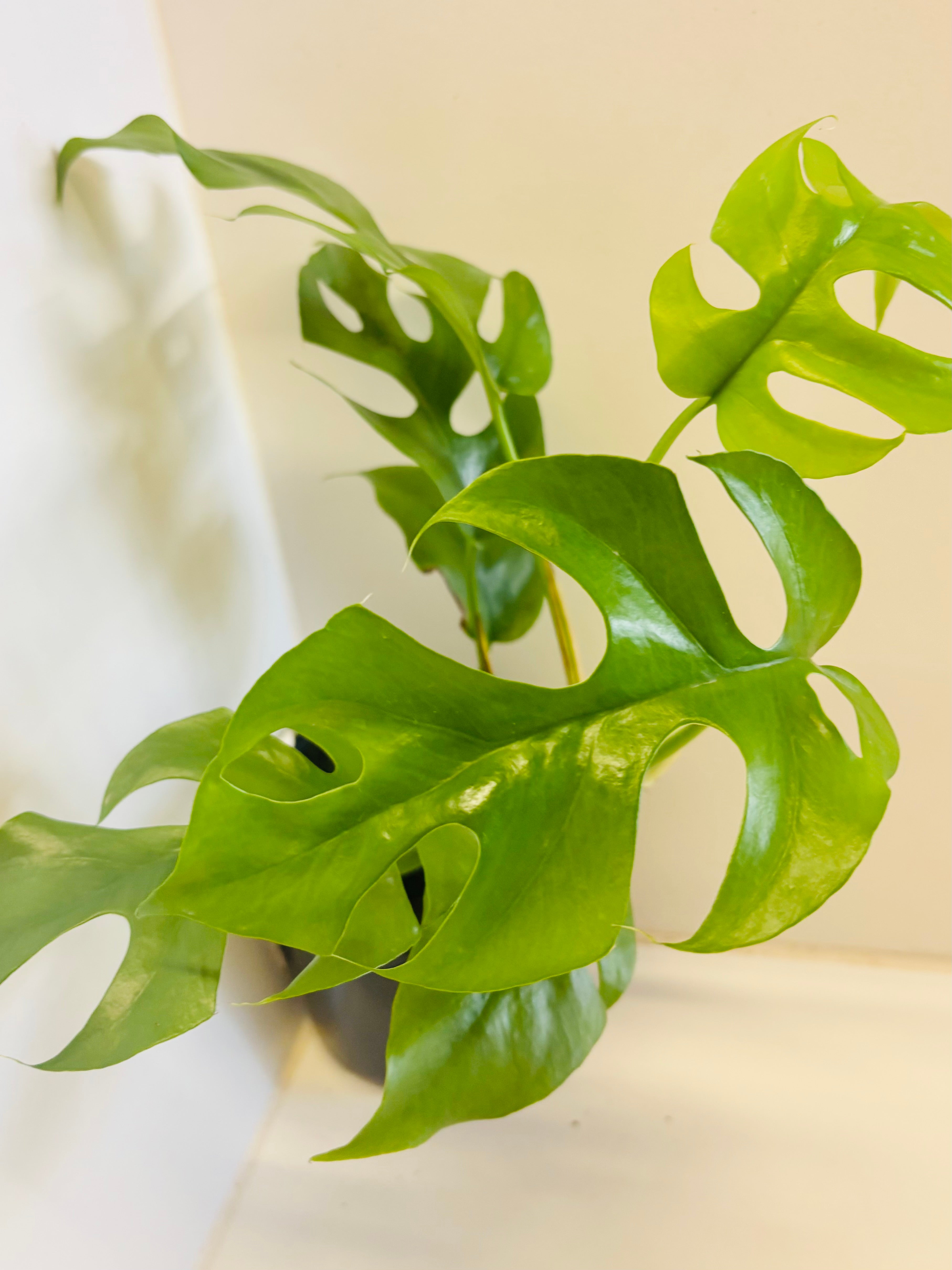 Rhaphidophora tetrasperma - Mini Monstera | Di-vine plants