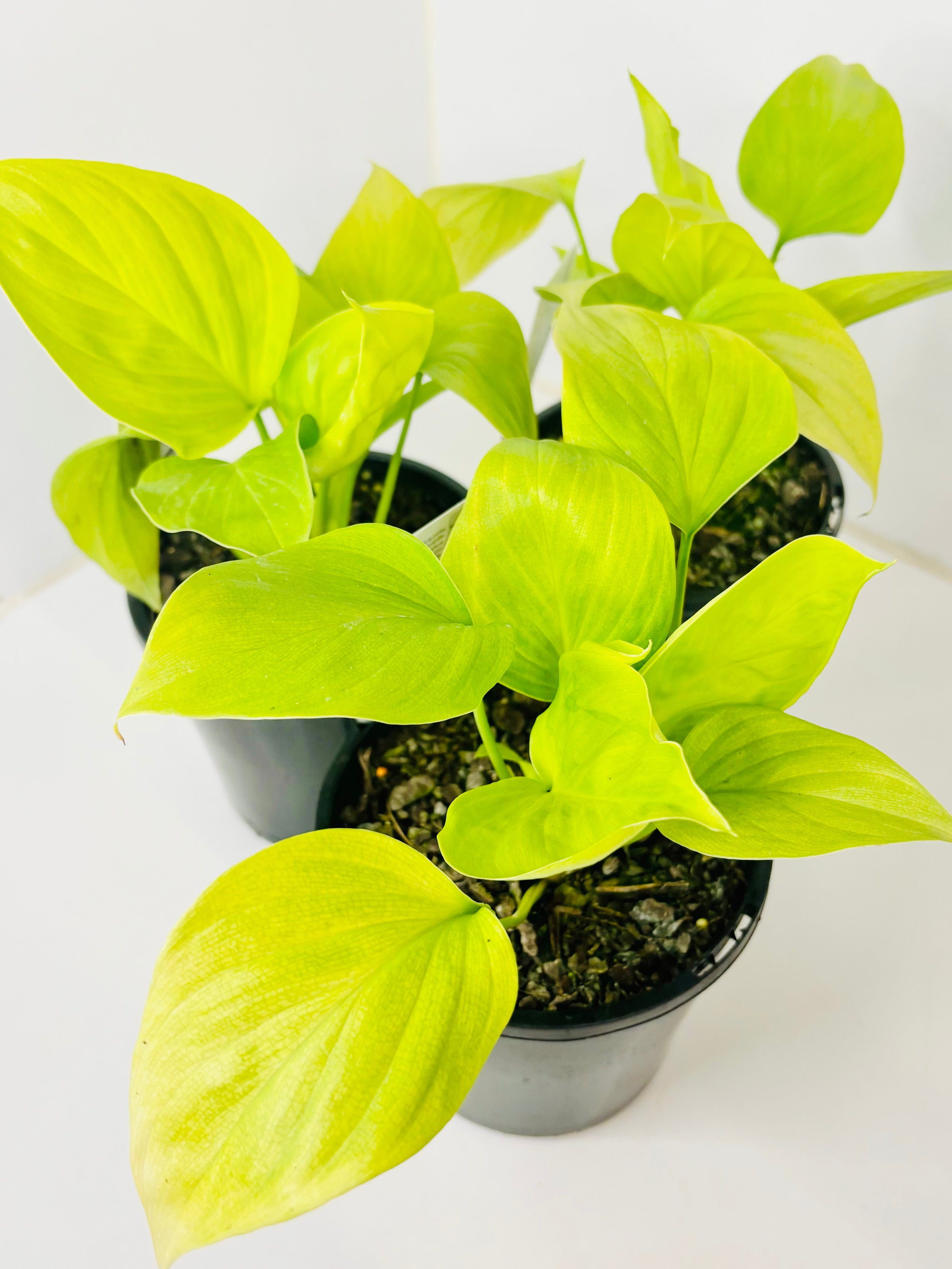 Homalomena - Sunshine Gem | Di-vine plants