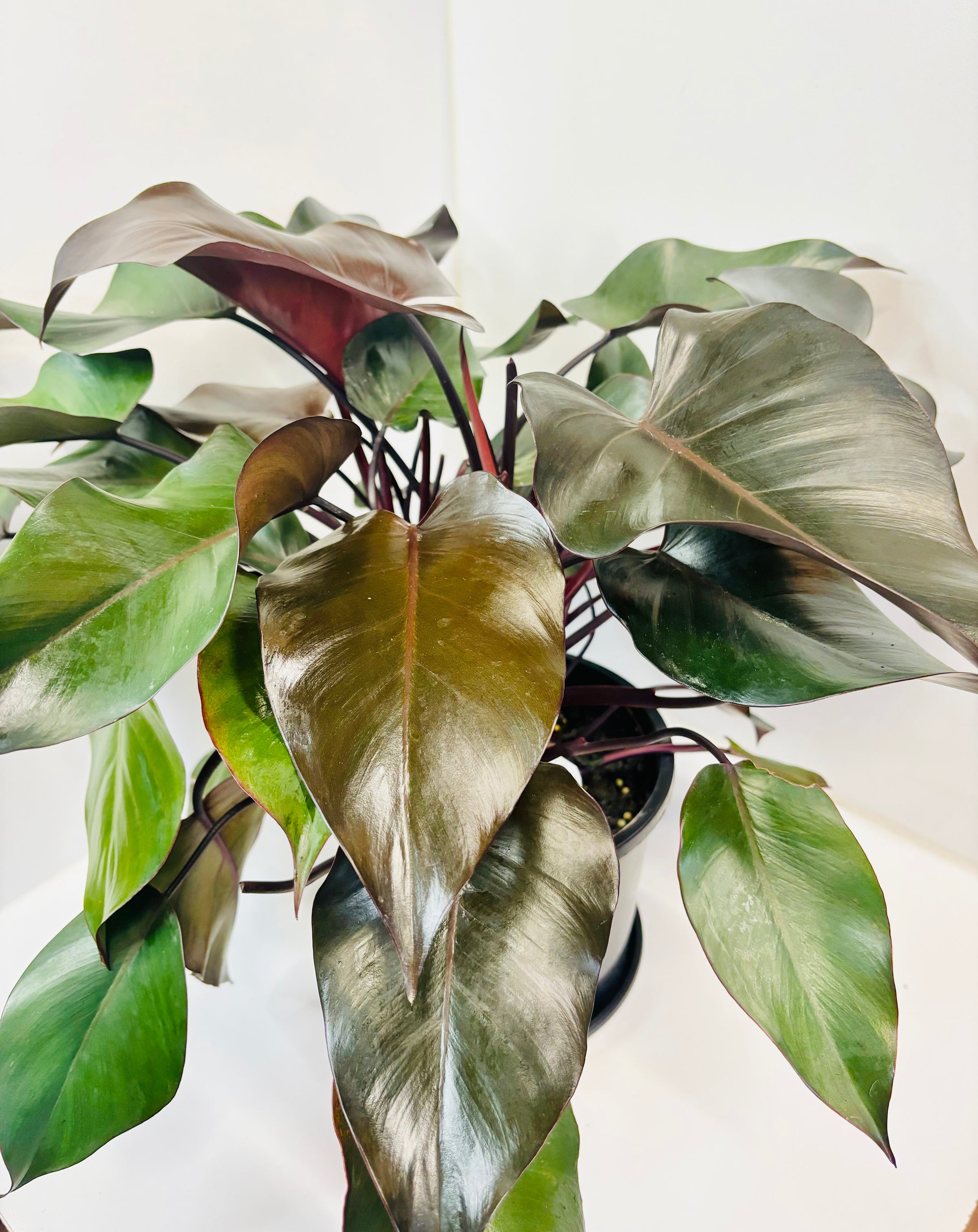 Philodendron tatei - Royal Queen | Di-vine plants