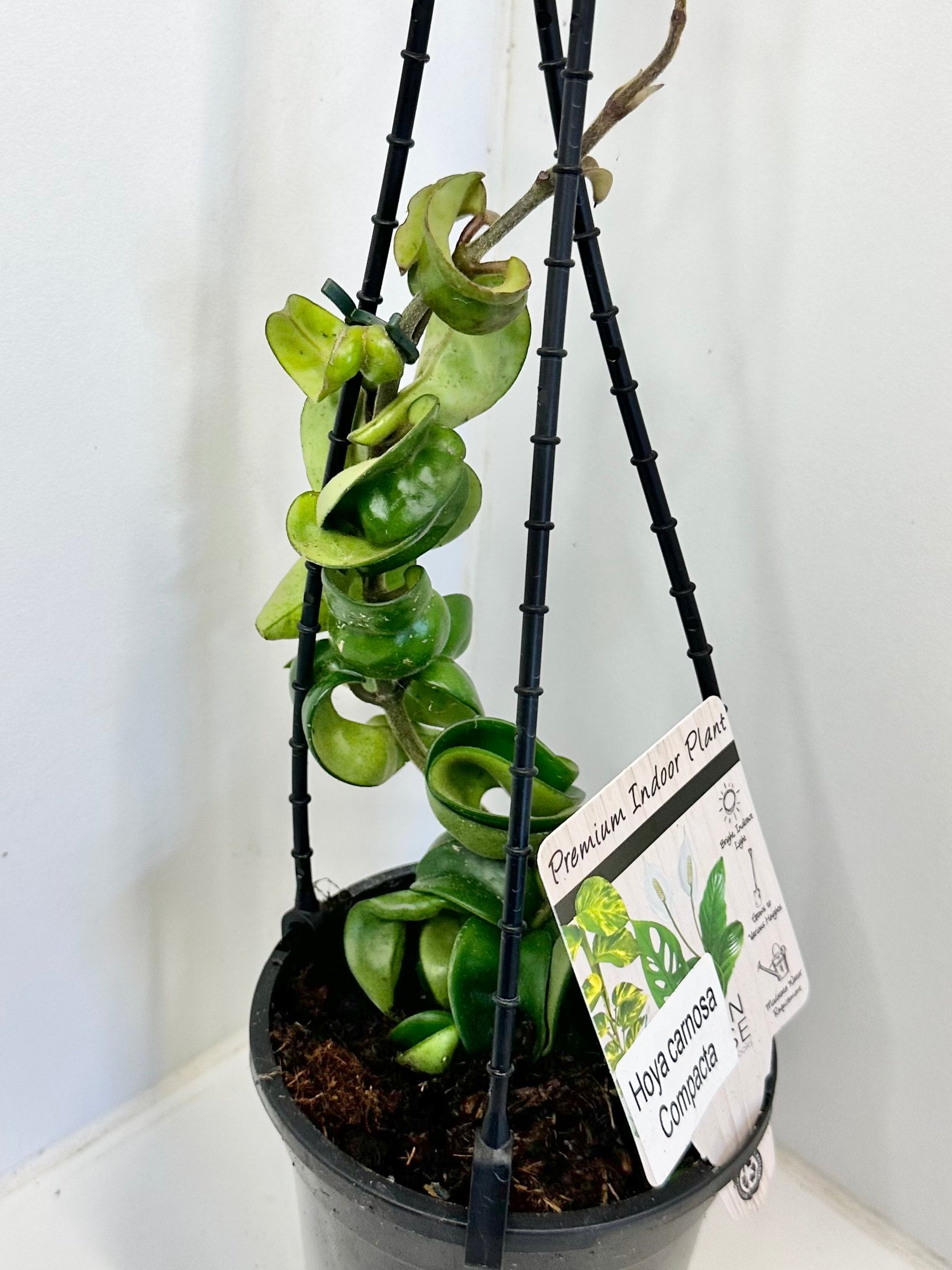 Hoya Indian Rope Divine plants