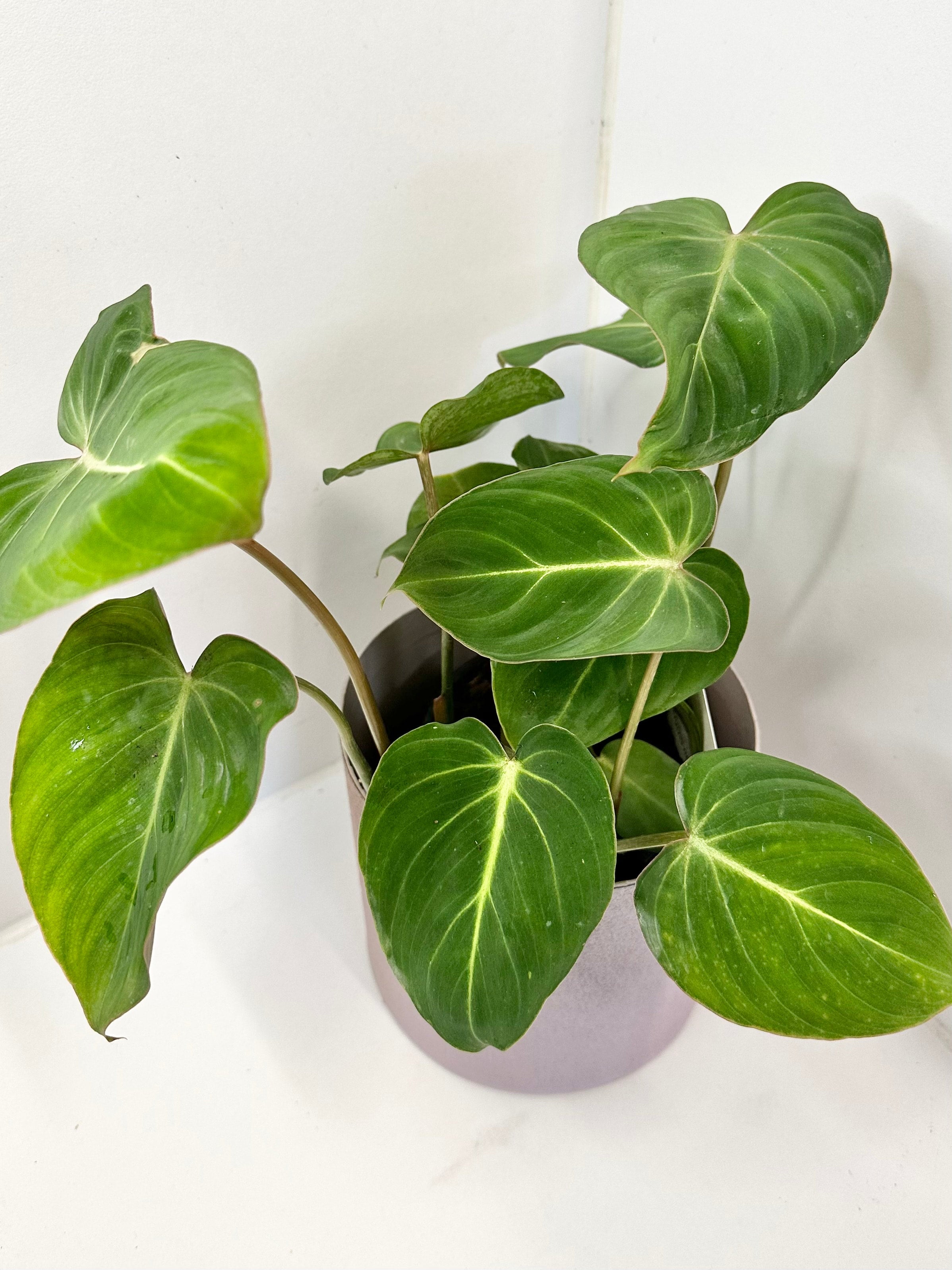 philodendron-gloriosum-di-vine-plants