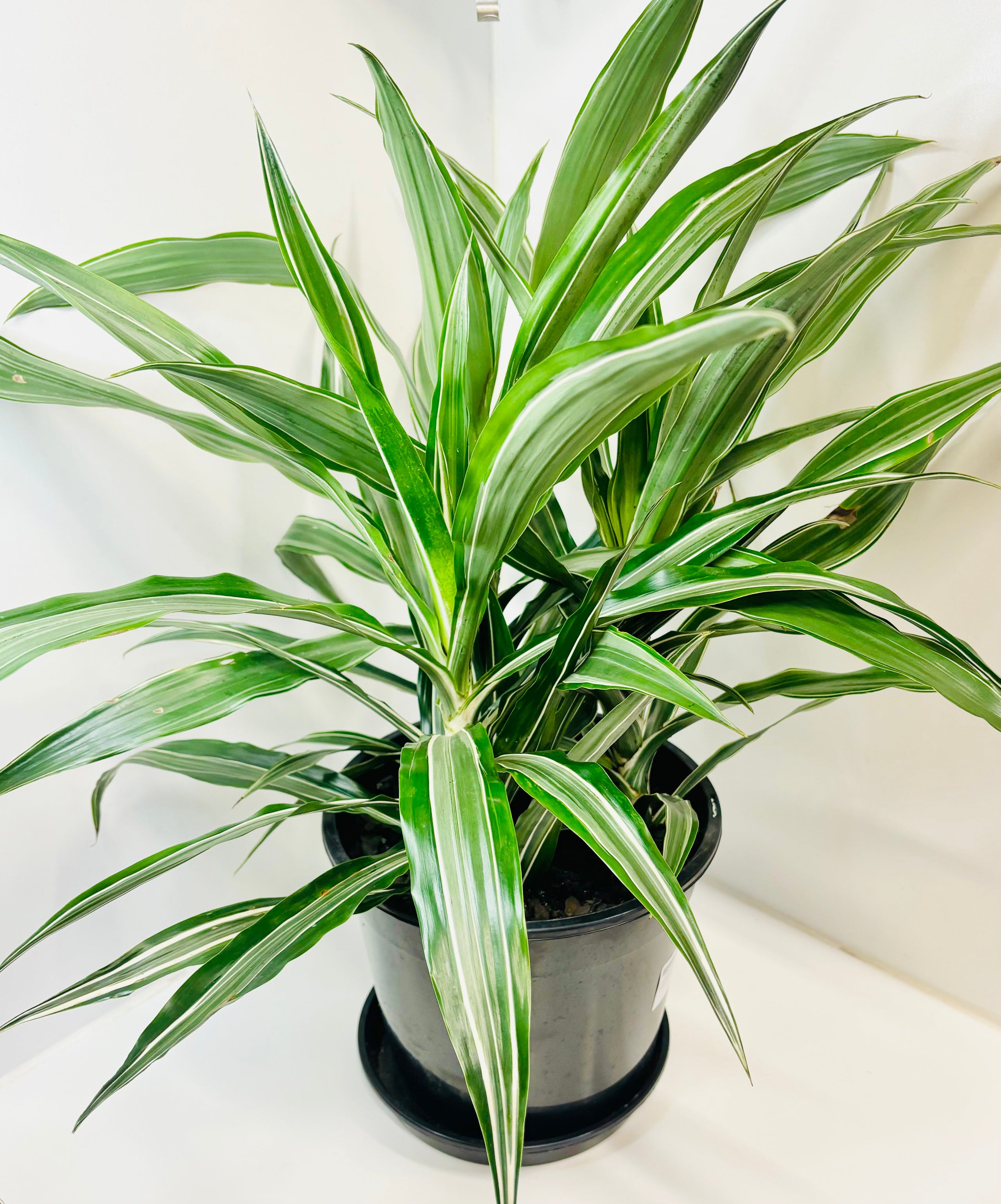 Dracaena deremensis di vine plants