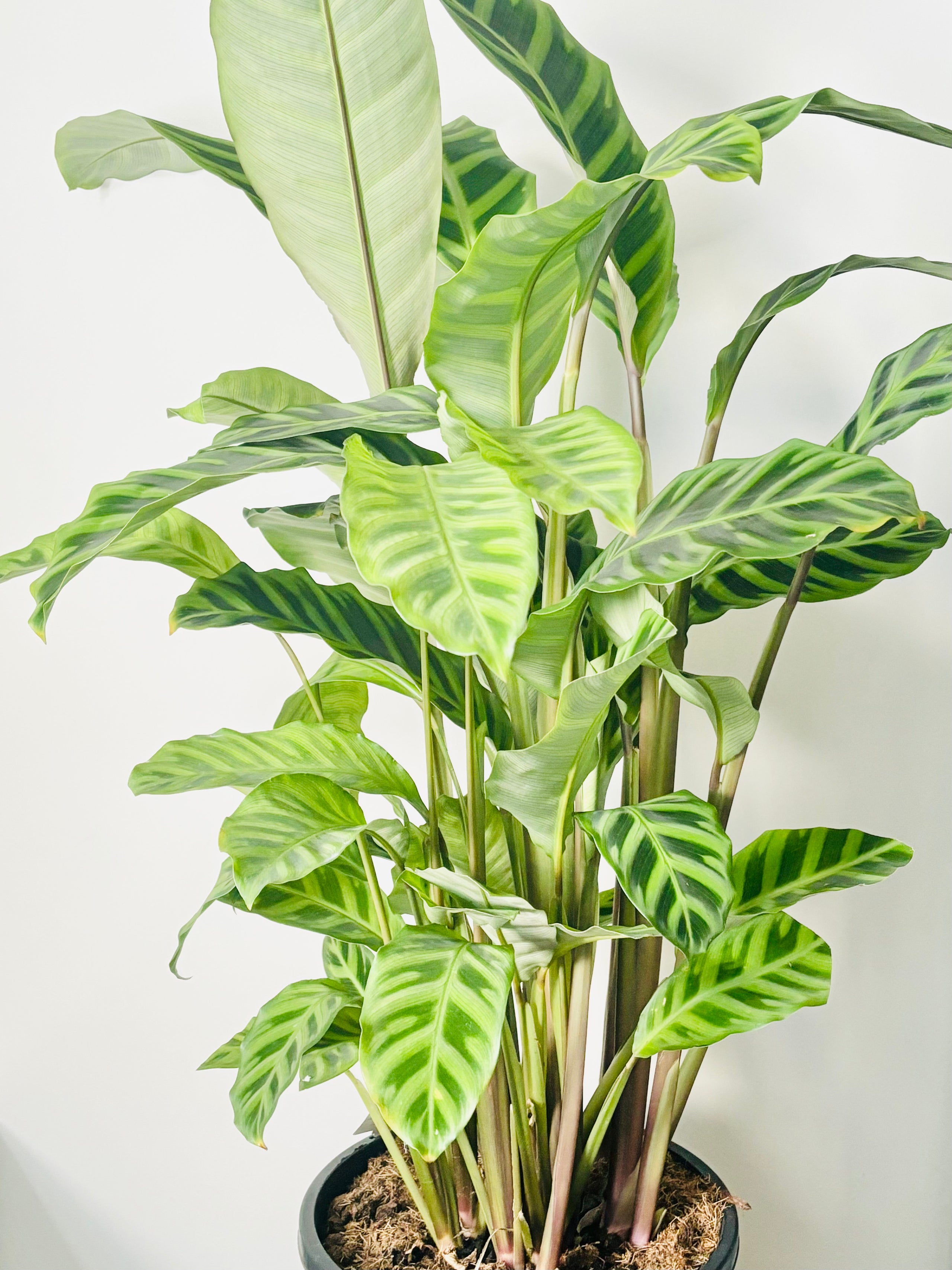Calathea zebrina di vine plants