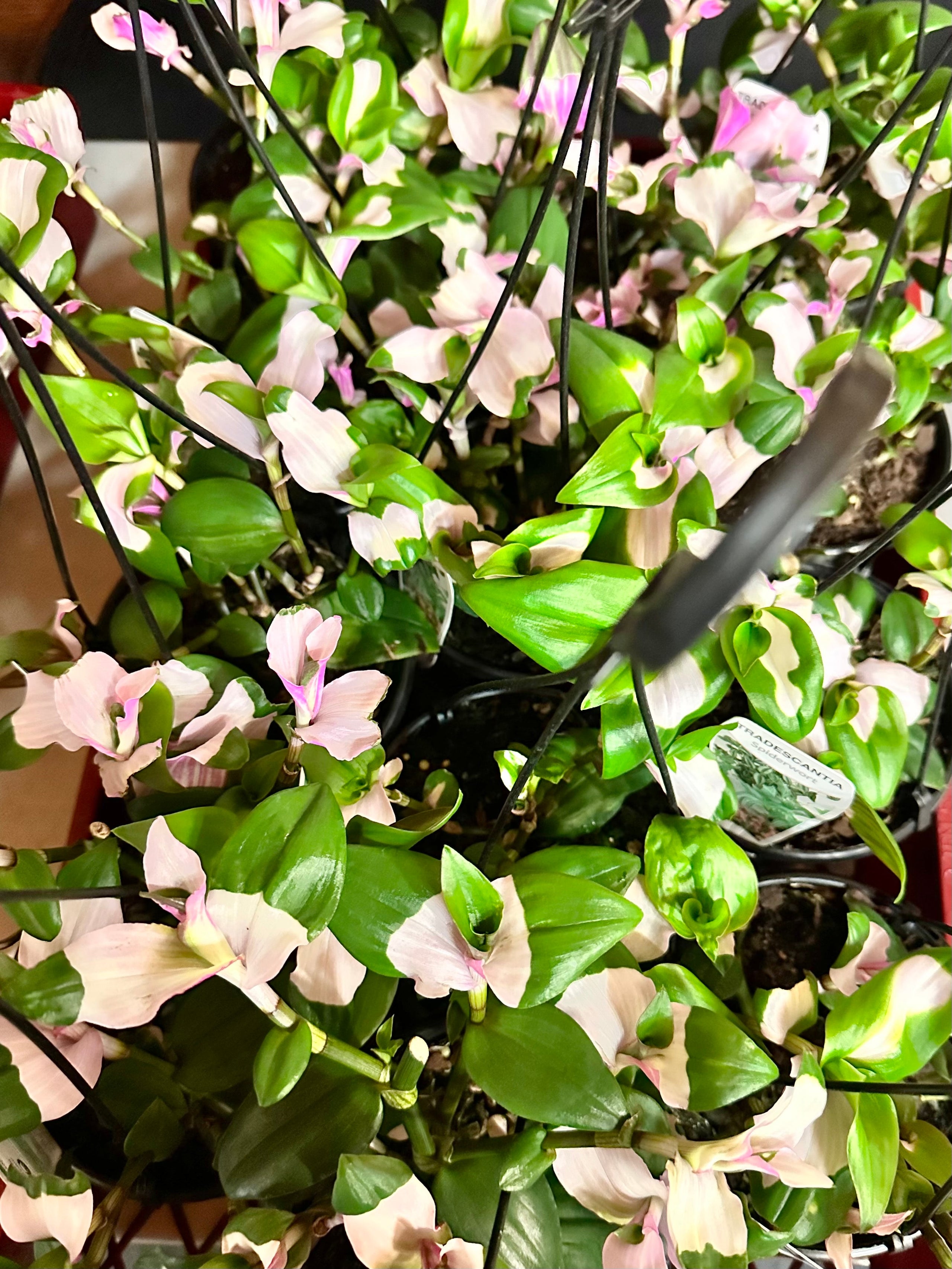 Tradescantia Blushing Bride Starter Plant Ppp ALL Starter Plants REQUIRE  You to Purchase 2 Plants 